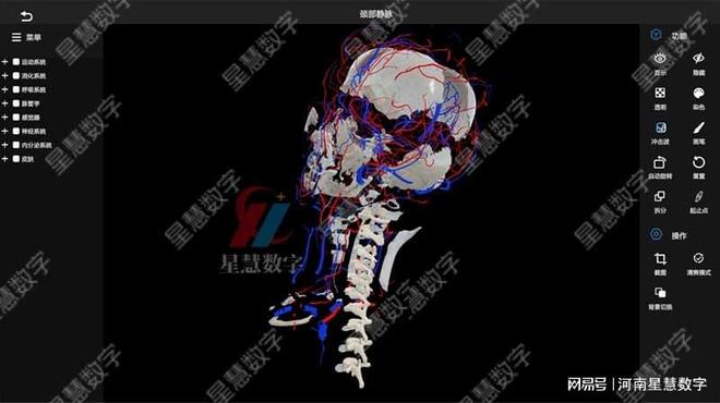 星空体育app颈部静脉、舌动脉……VR口腔剖解假造仿真让脉管进修像在玩游戏(图1)